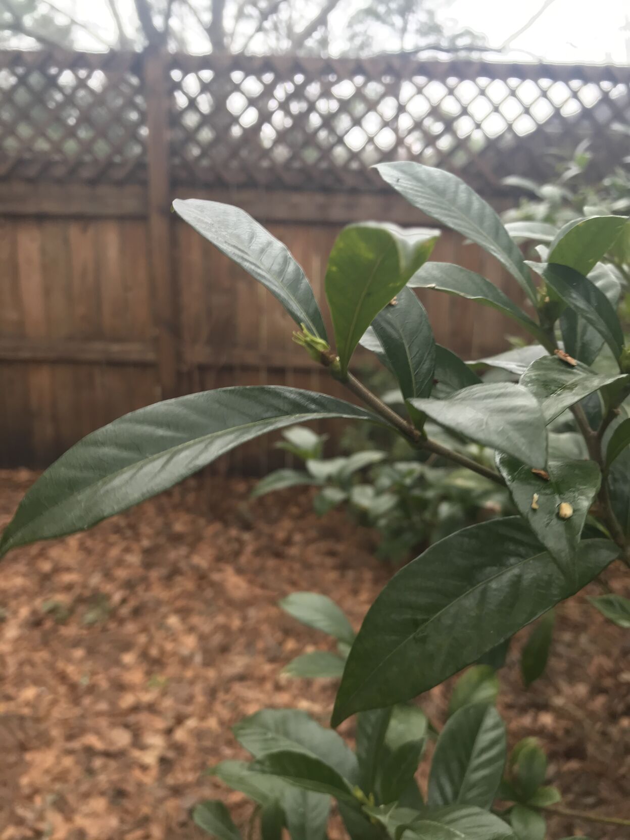 Gardenia terminal bud with latent buds